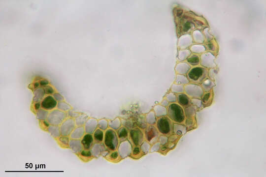 Image of longleaf paraleucobryum moss