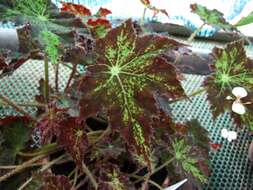 Image of starleaf begonia