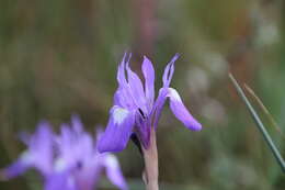 Image of Barbary Nut Iris