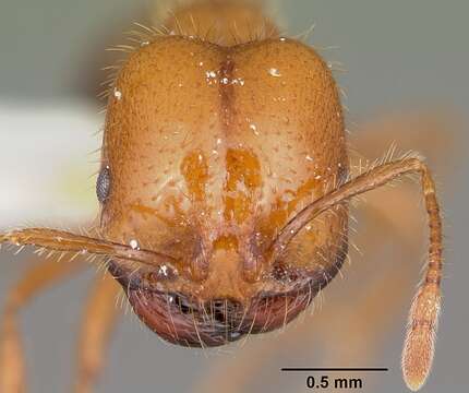 Image of Fire ant