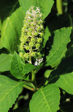 Image of Phytolacca acinosa Roxb.