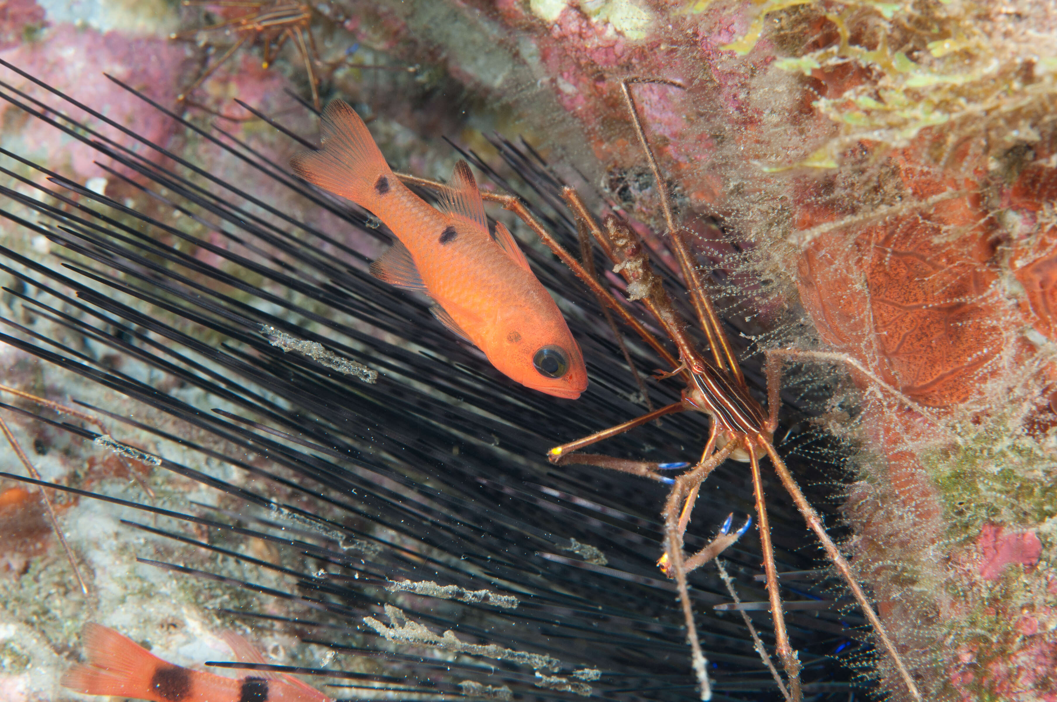 Image of Twospot Cardinalfish