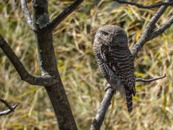 Image of Asian Barred Owlet