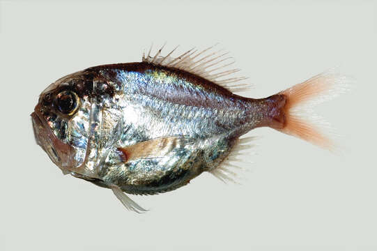 Image of Hoplostethus ravurictus Gomon 2008