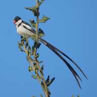 Image of Pin-tailed Whydah