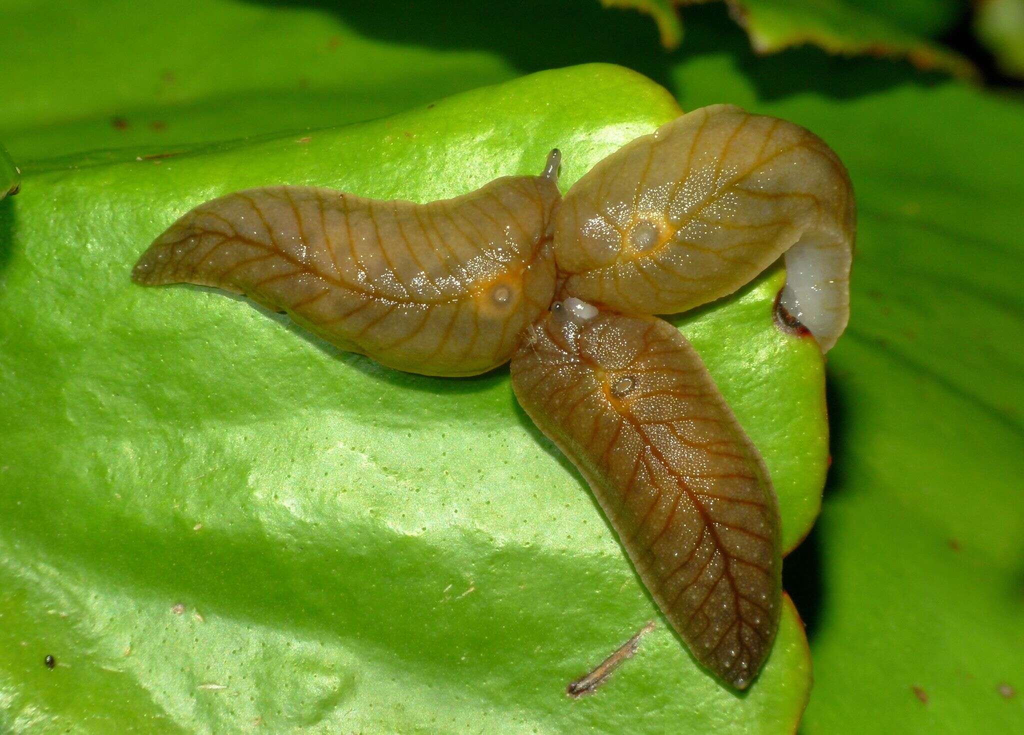 Image of Leaf-veined slug