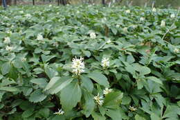 Image of Japanese pachysandra