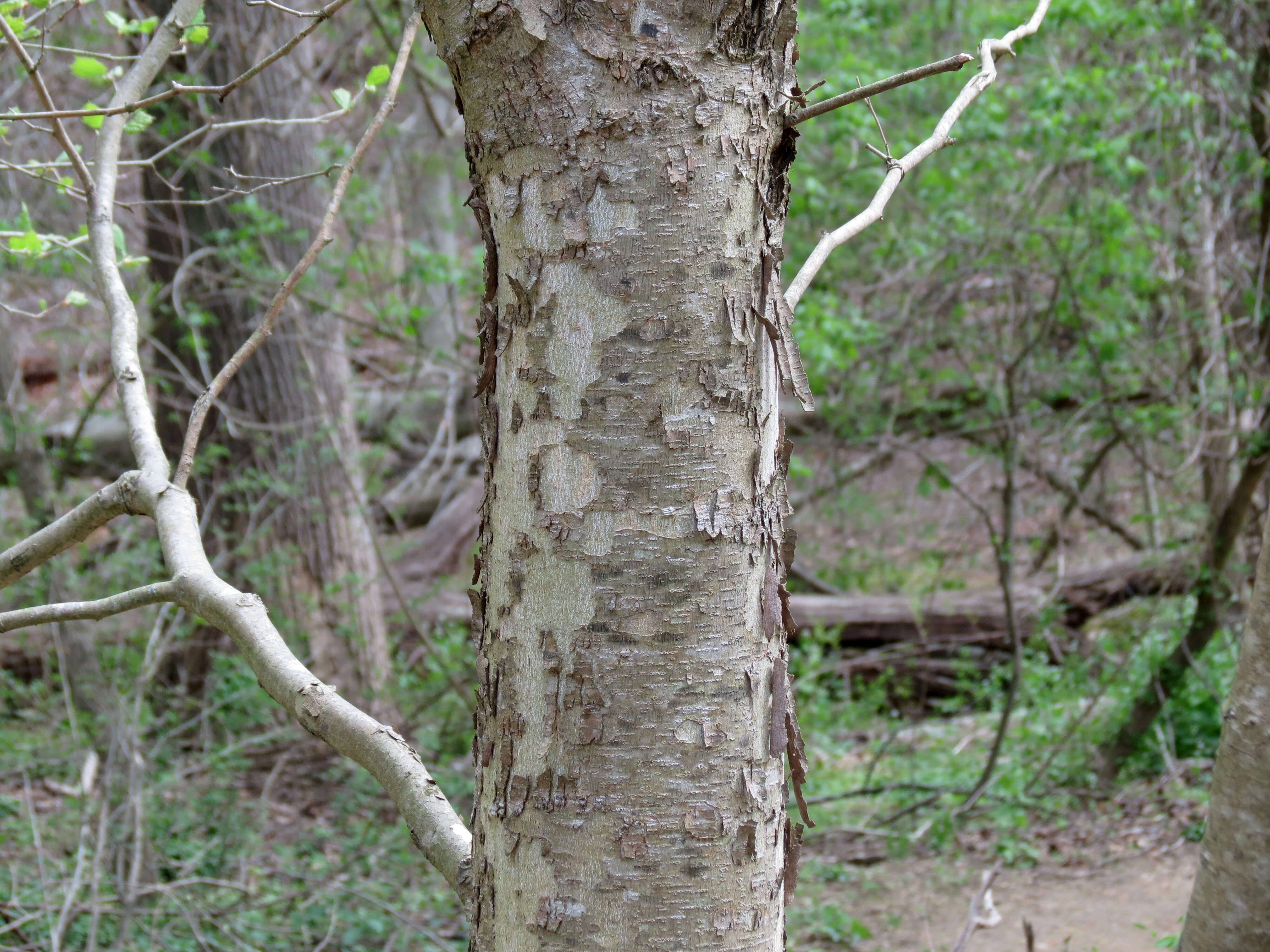 Image of American sycamore