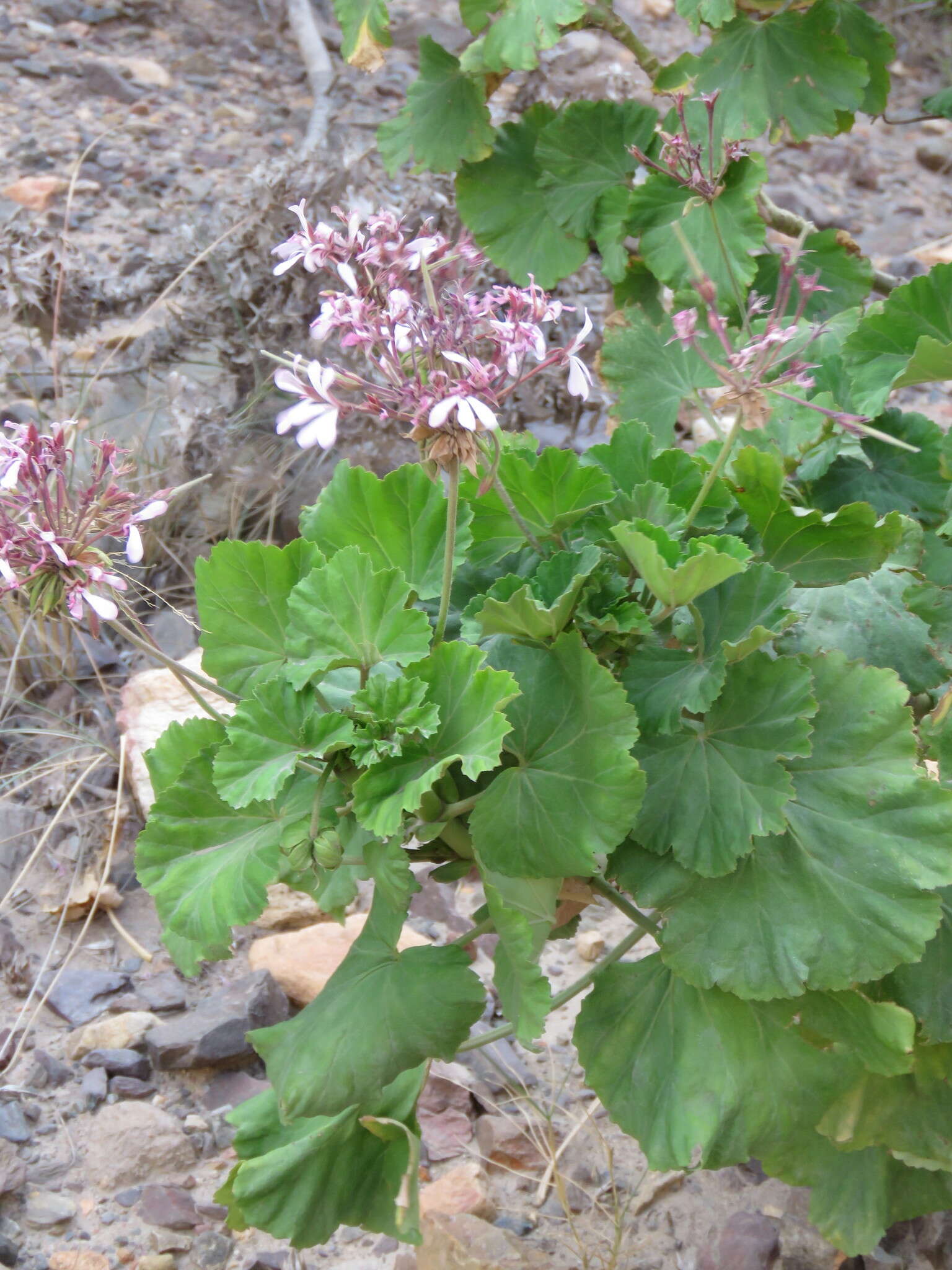 Image of horseshoe geranium