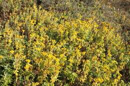 Image of seaside woolly sunflower