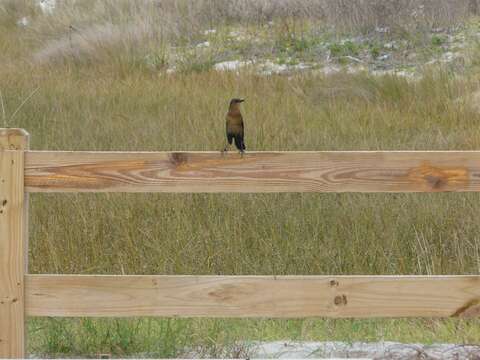 Image of Boat-tailed Grackle