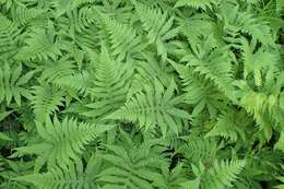 Image of Beech Fern