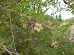 Image of matrimony vine