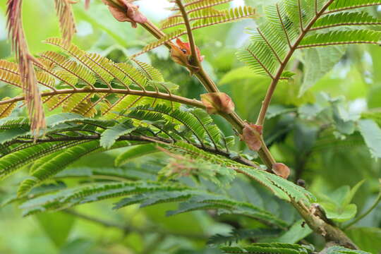 Image of Chinese albizia