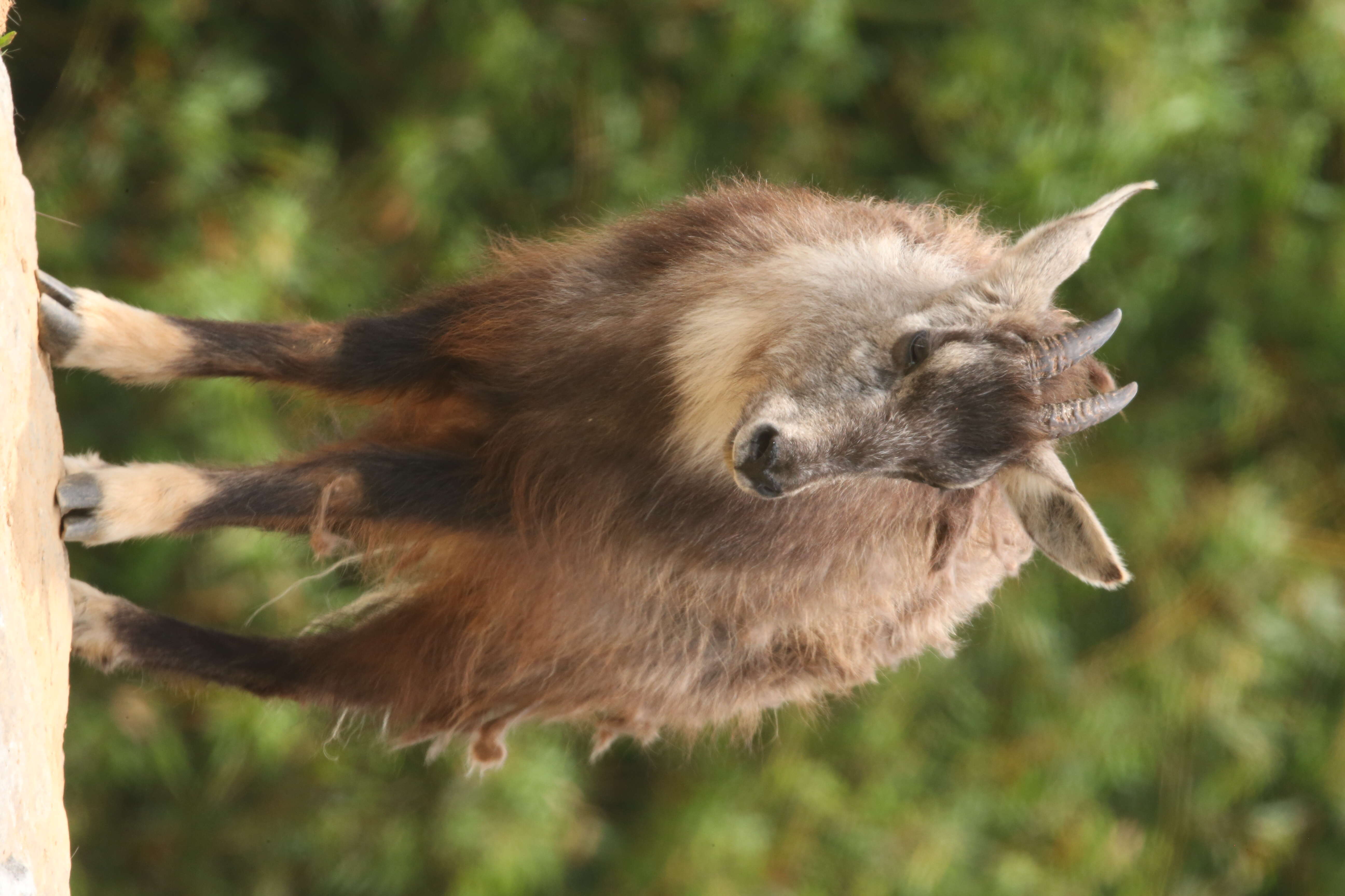 Image of Chinese Goral