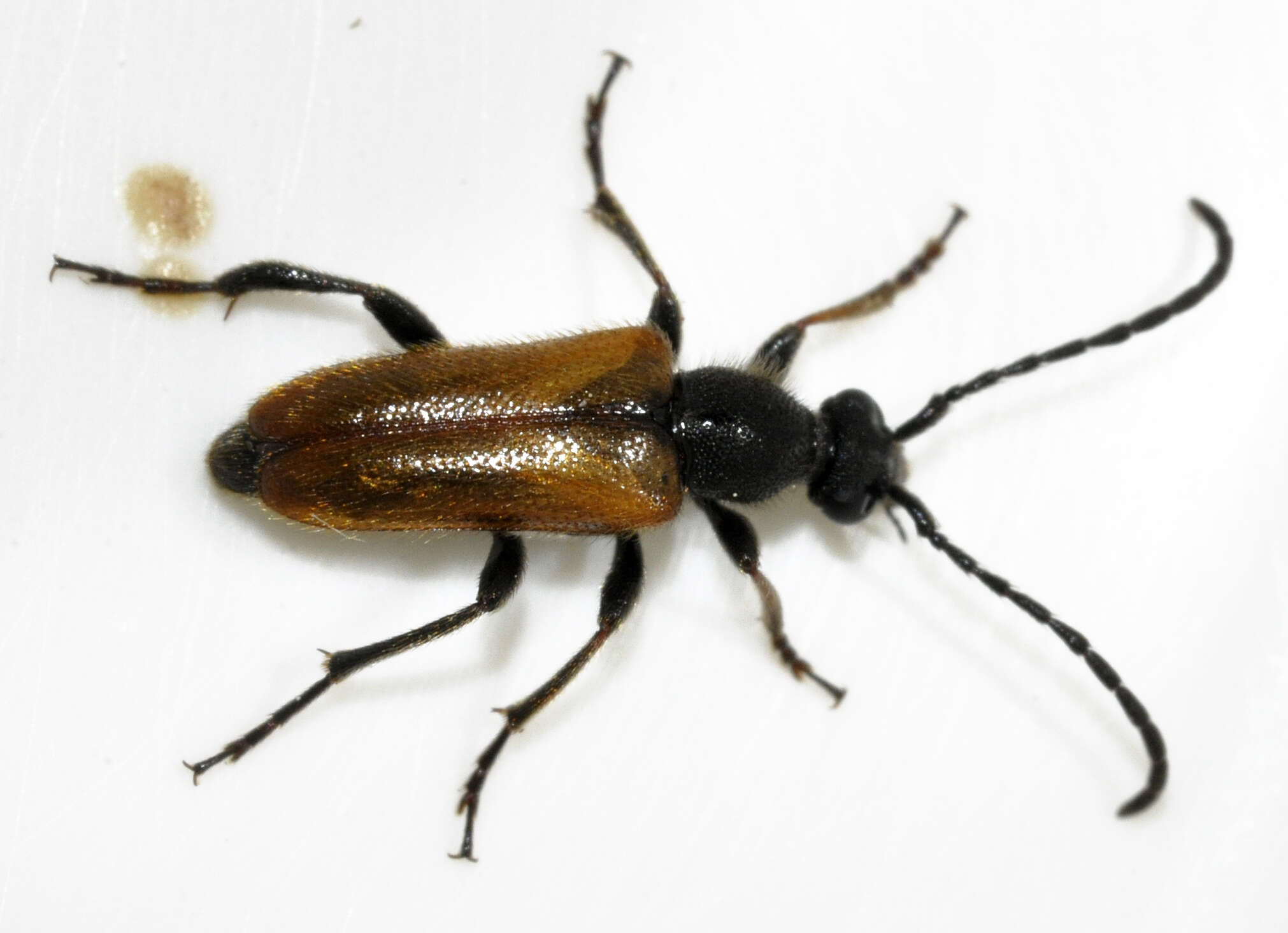 Image of Pseudovadonia