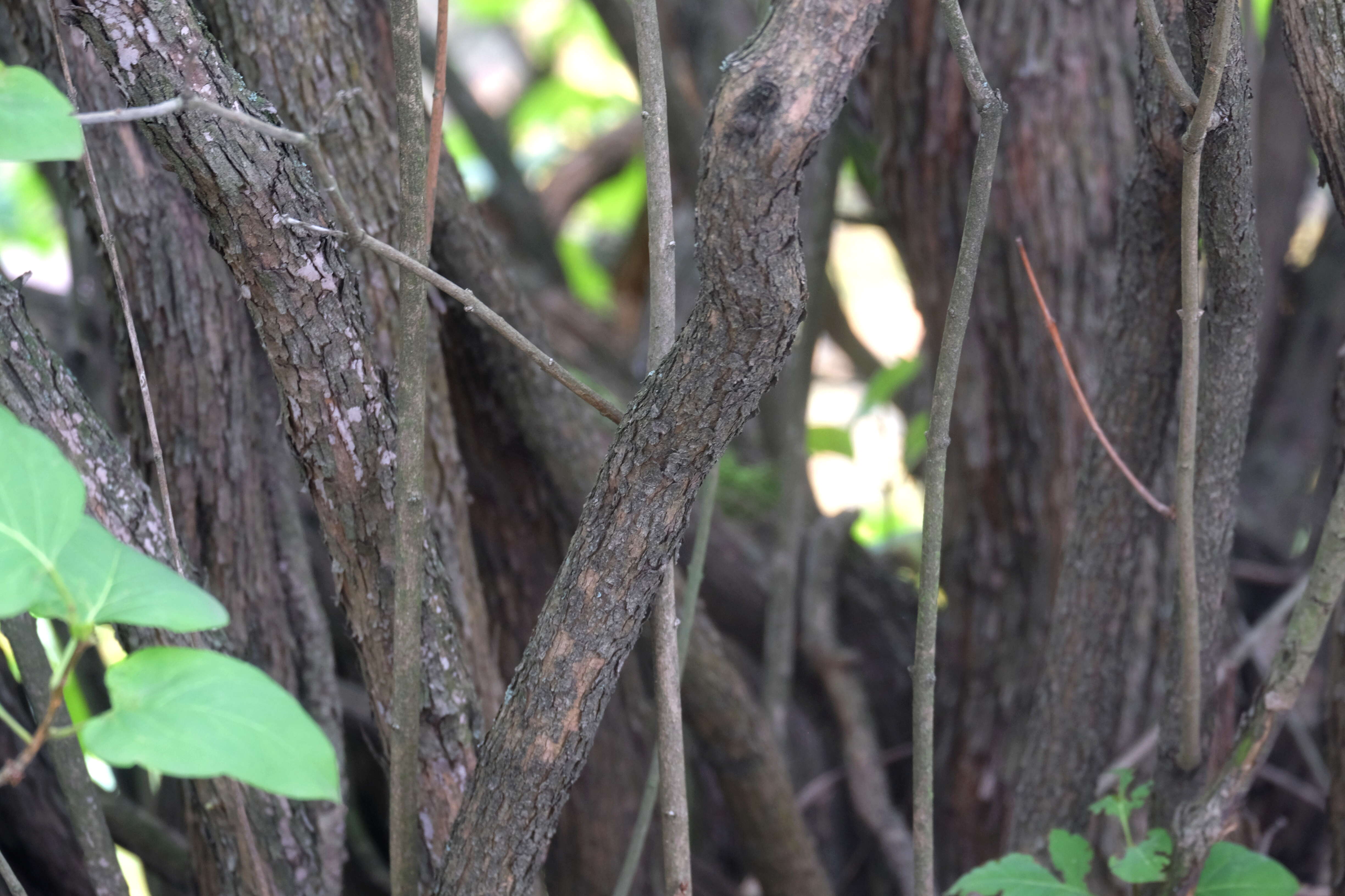 Image of Common Lilac