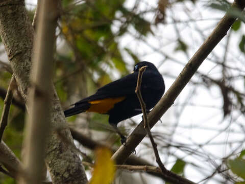 Image of Yellow-rumped Cacique