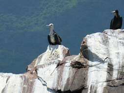 Image of frigatebirds