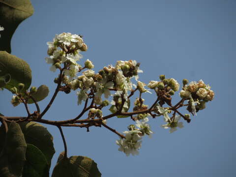 Kydia calycina Roxb. resmi