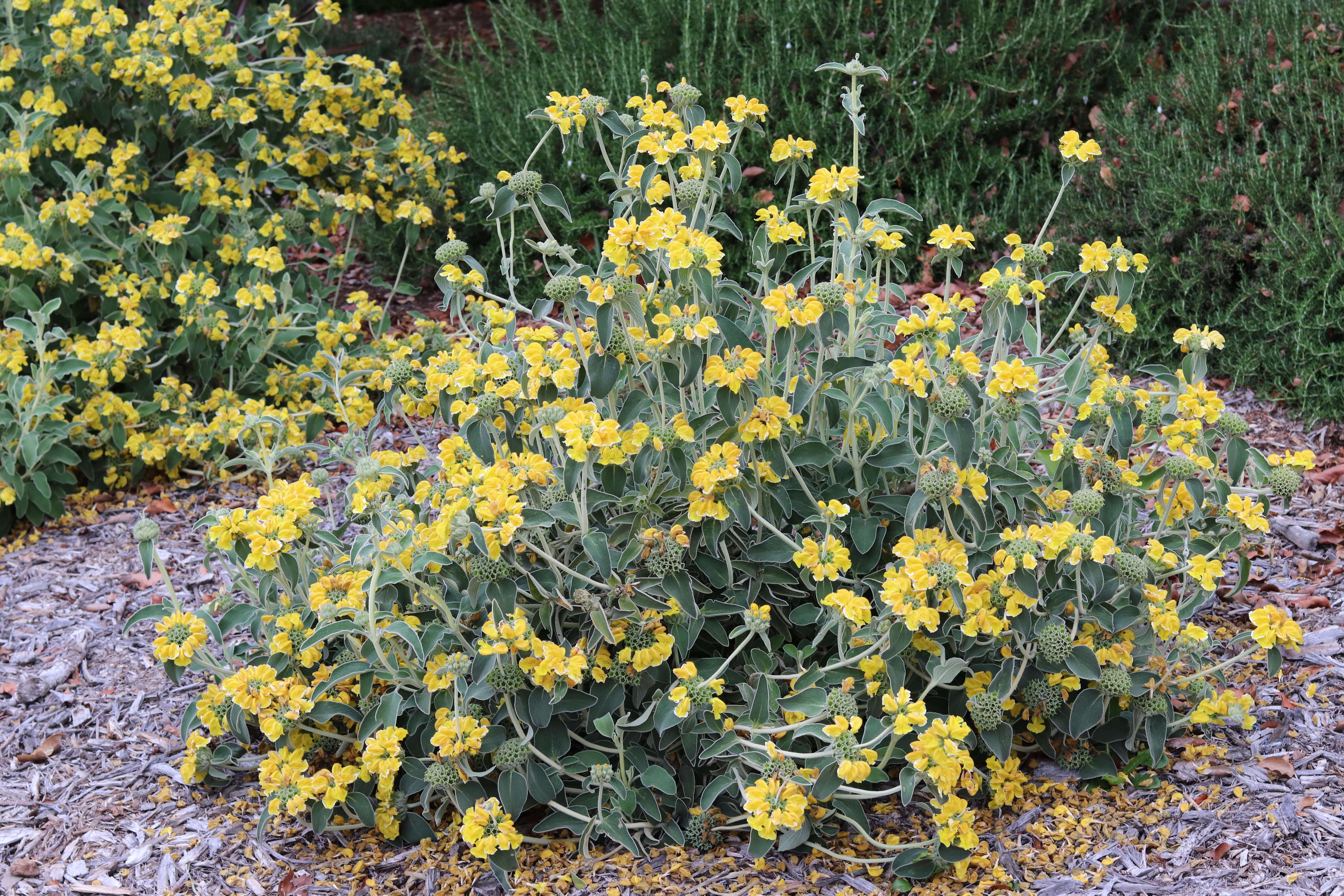 Plancia ëd Phlomis fruticosa L.