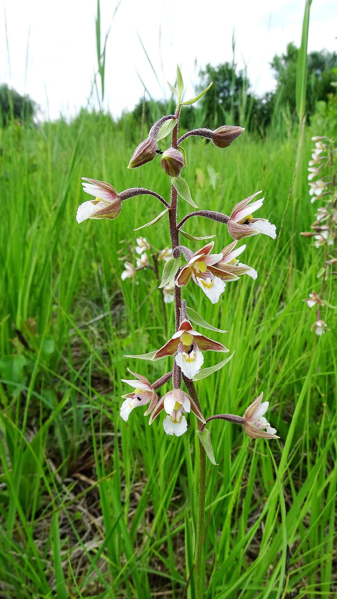 Imagem de Epipactis palustris (L.) Crantz