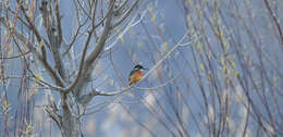 Image of Common Kingfisher