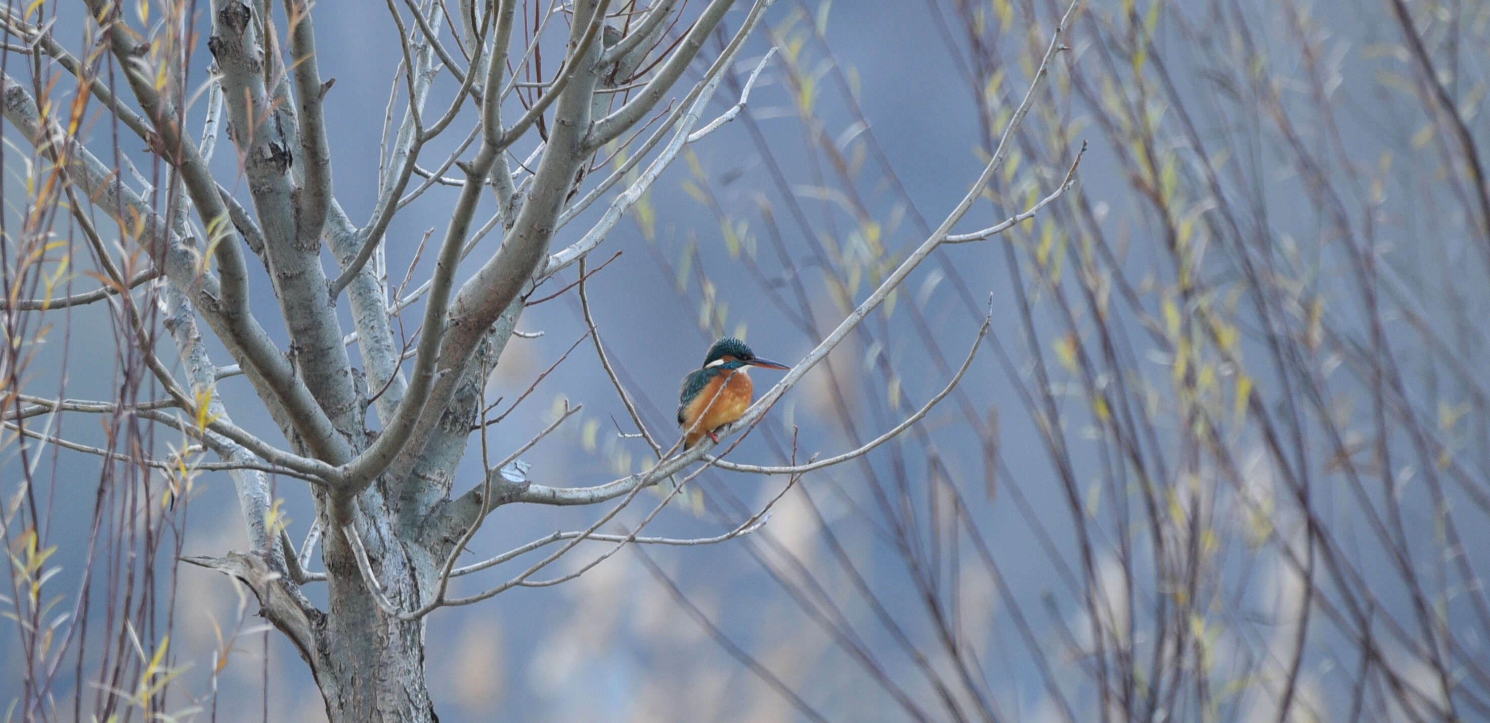 Image of Common Kingfisher