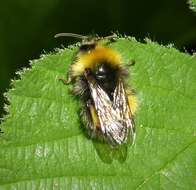 Plancia ëd Bombus pratorum (Linnaeus 1761)