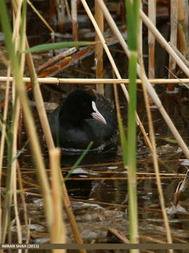 Image of Common Coot