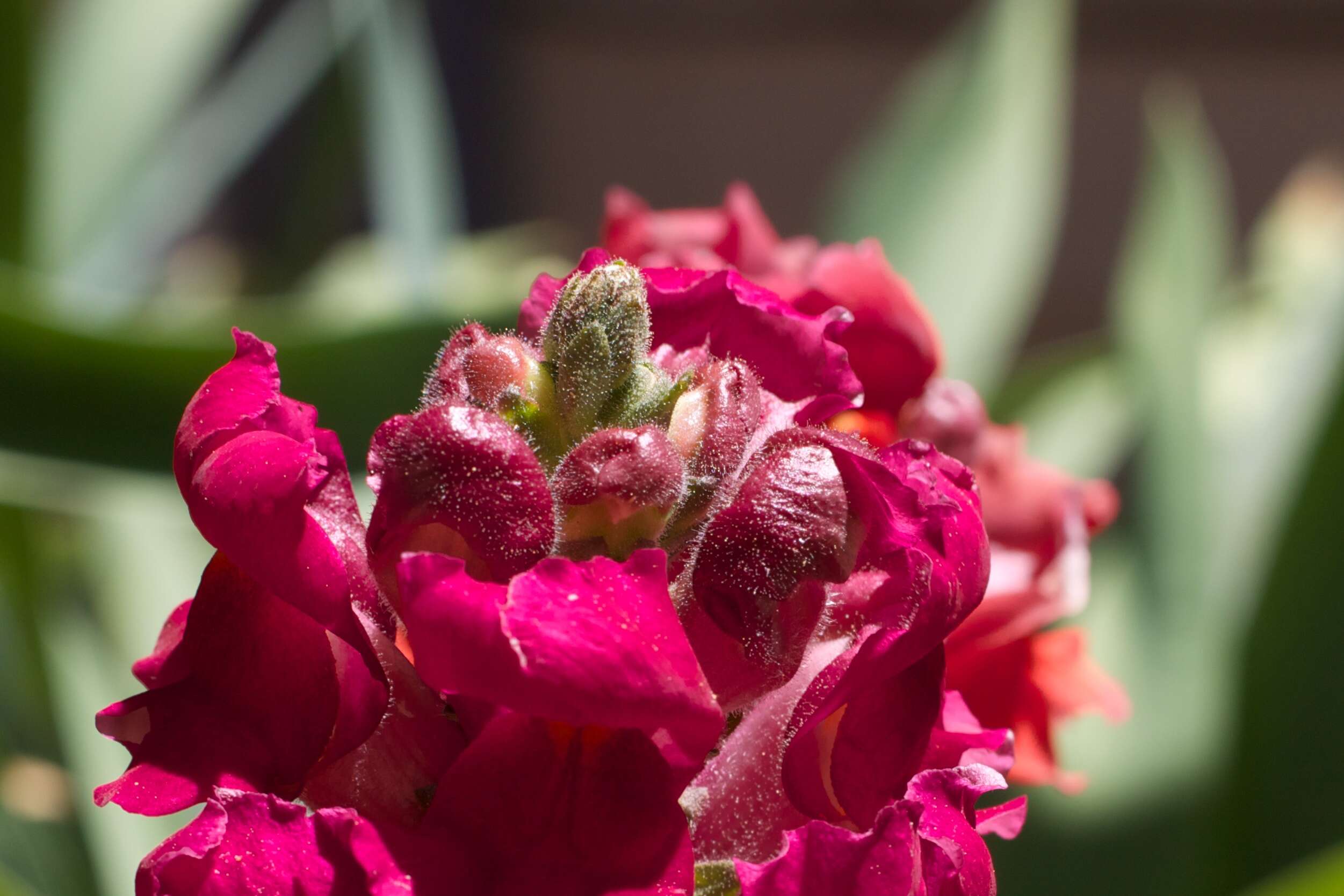 Image de Muflier à grandes fleurs