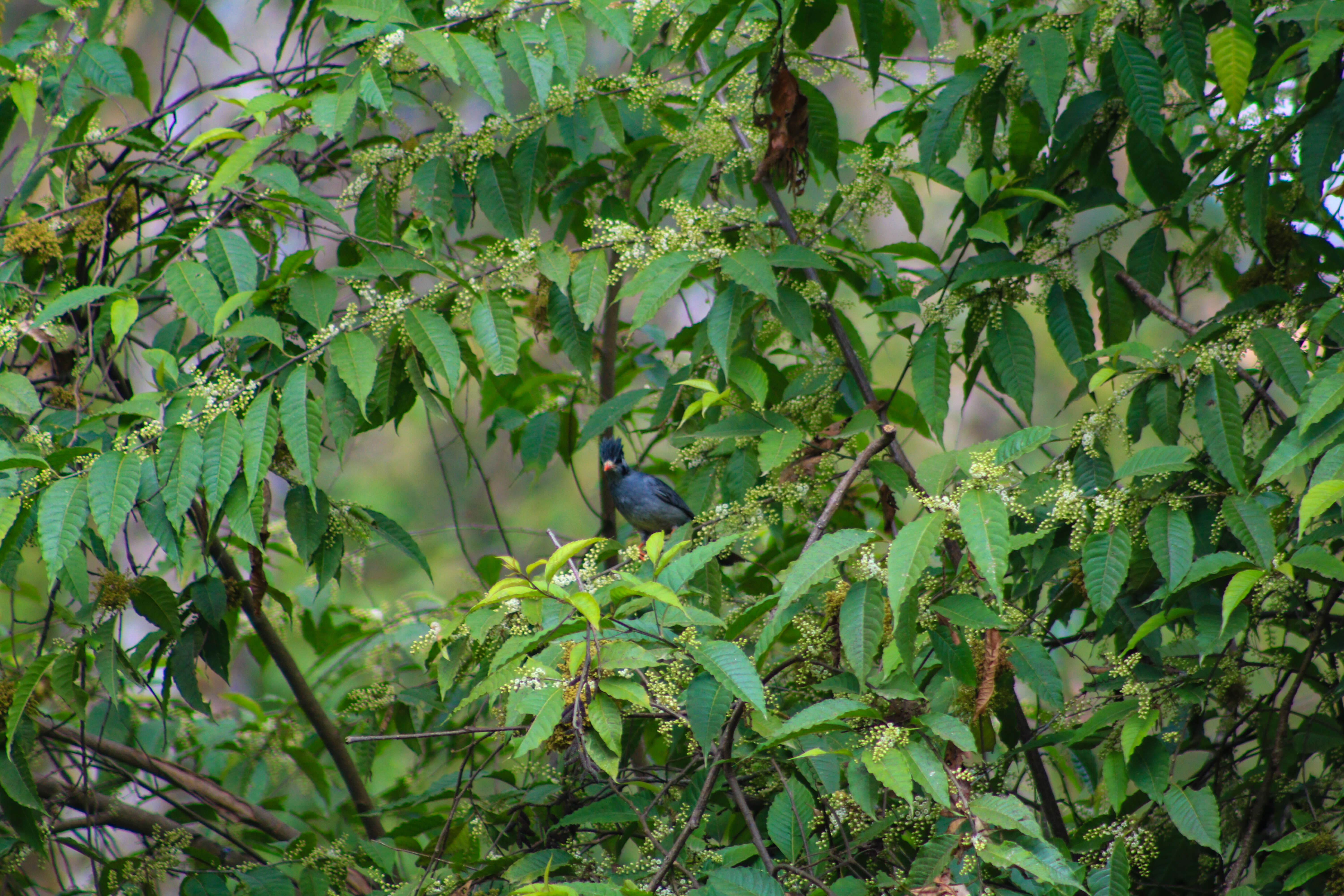 Image de Bulbul noir