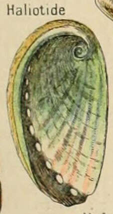 Image of Haliotoidea Rafinesque 1815