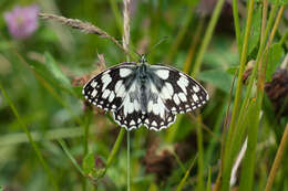 Imagem de Melanargia galathea Linnaeus 1758