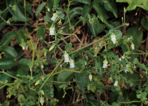 Image of lily of the valley vine