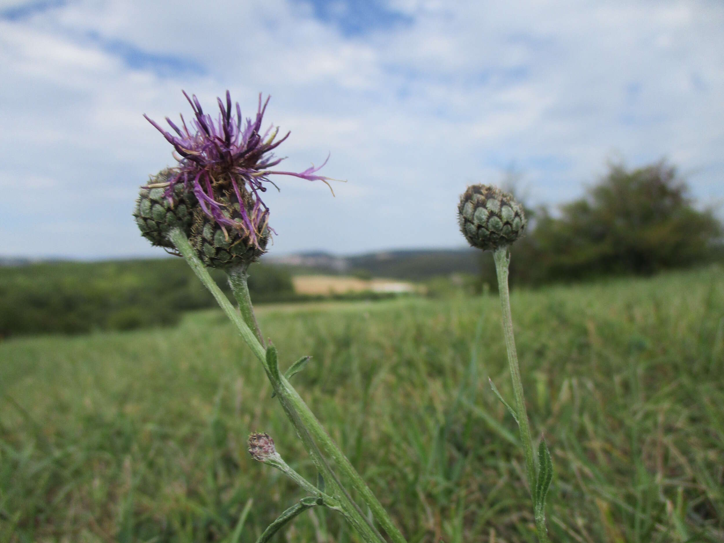 Centaurea scabiosa L. resmi