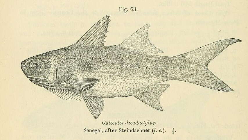 Plancia ëd Galeoides