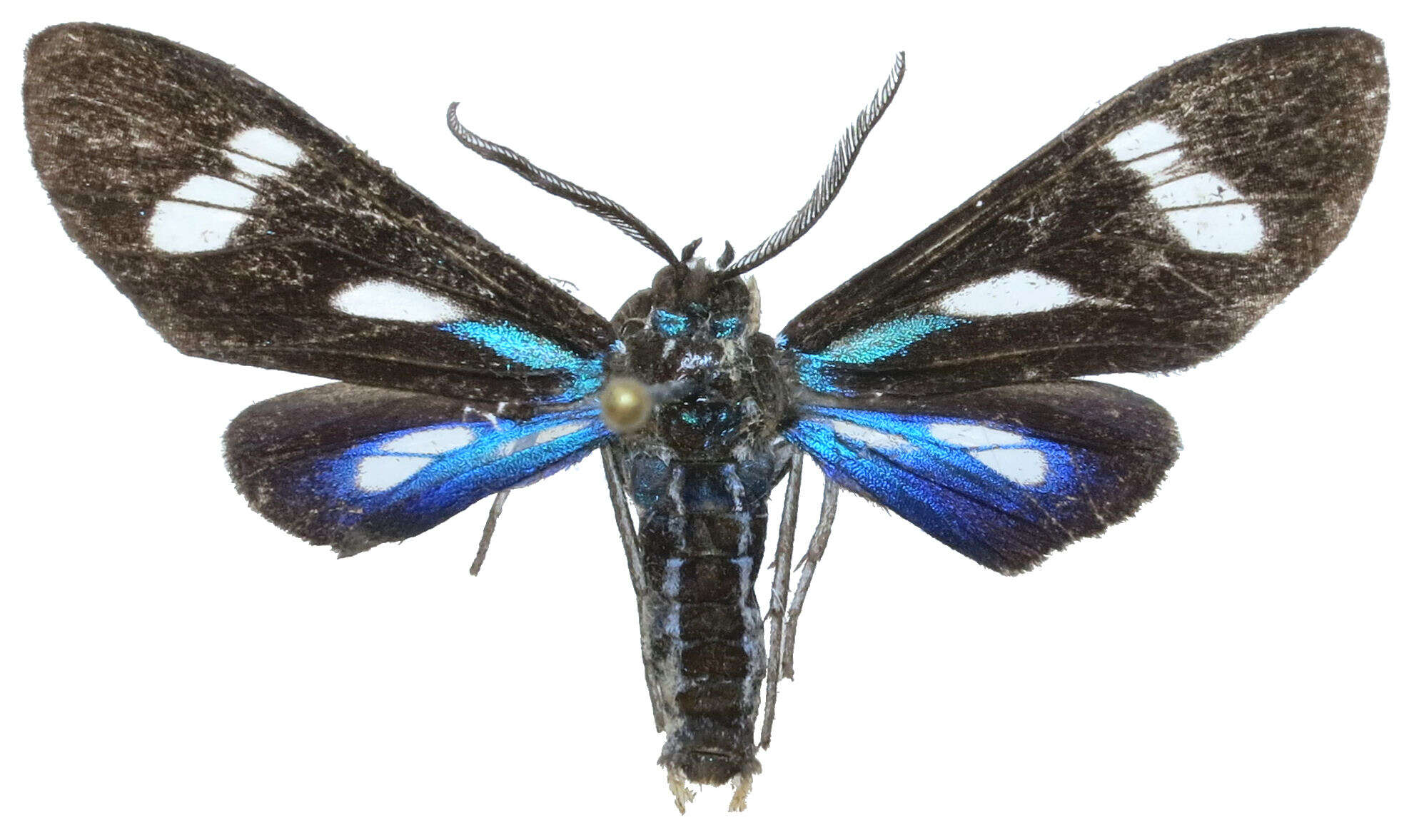 Leucopleura resmi