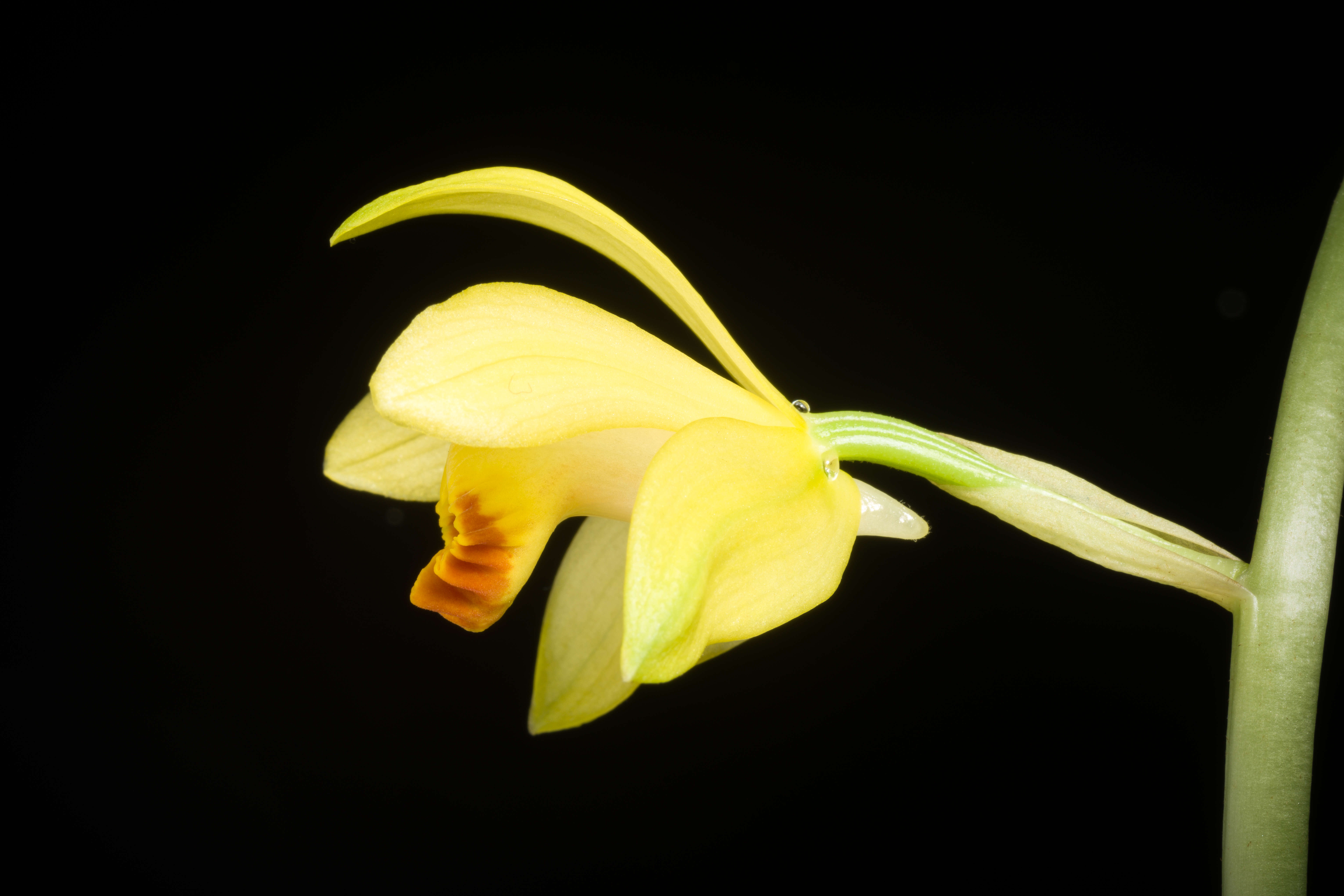 Image of Phaius flavus (Blume) Lindl.