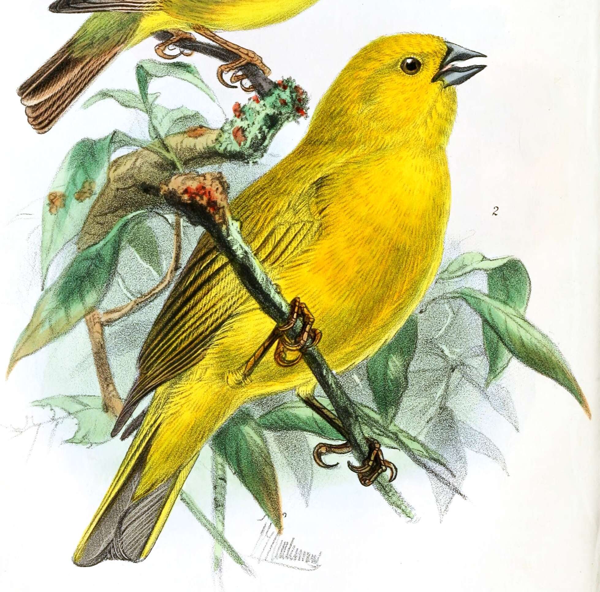 Image of Puna Yellow Finch