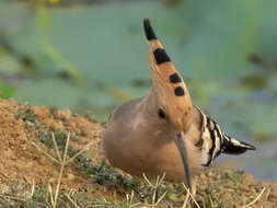 Imagem de Upupa Linnaeus 1758