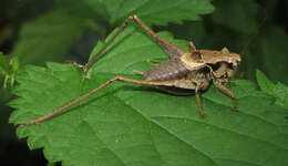 Image of dark bush-cricket