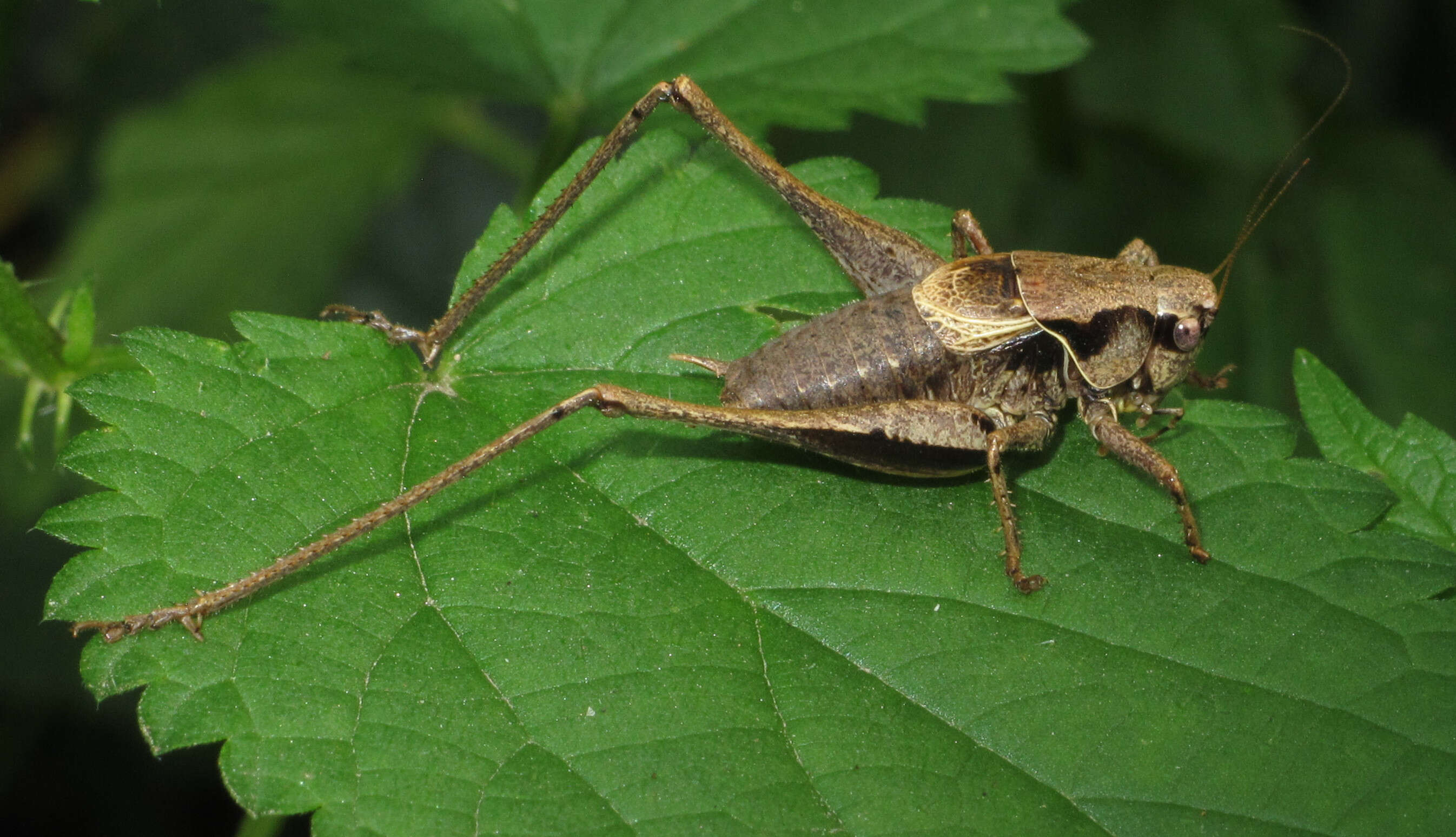 Image of dark bush-cricket