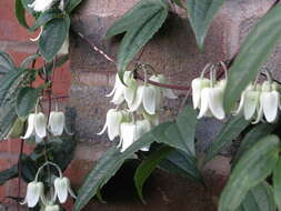 Image of Clematis urophylla Franch.