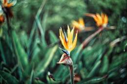 Image of Strelitzia juncea (Ker Gawl.) Link