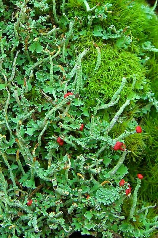 Image of Cladonia macilenta