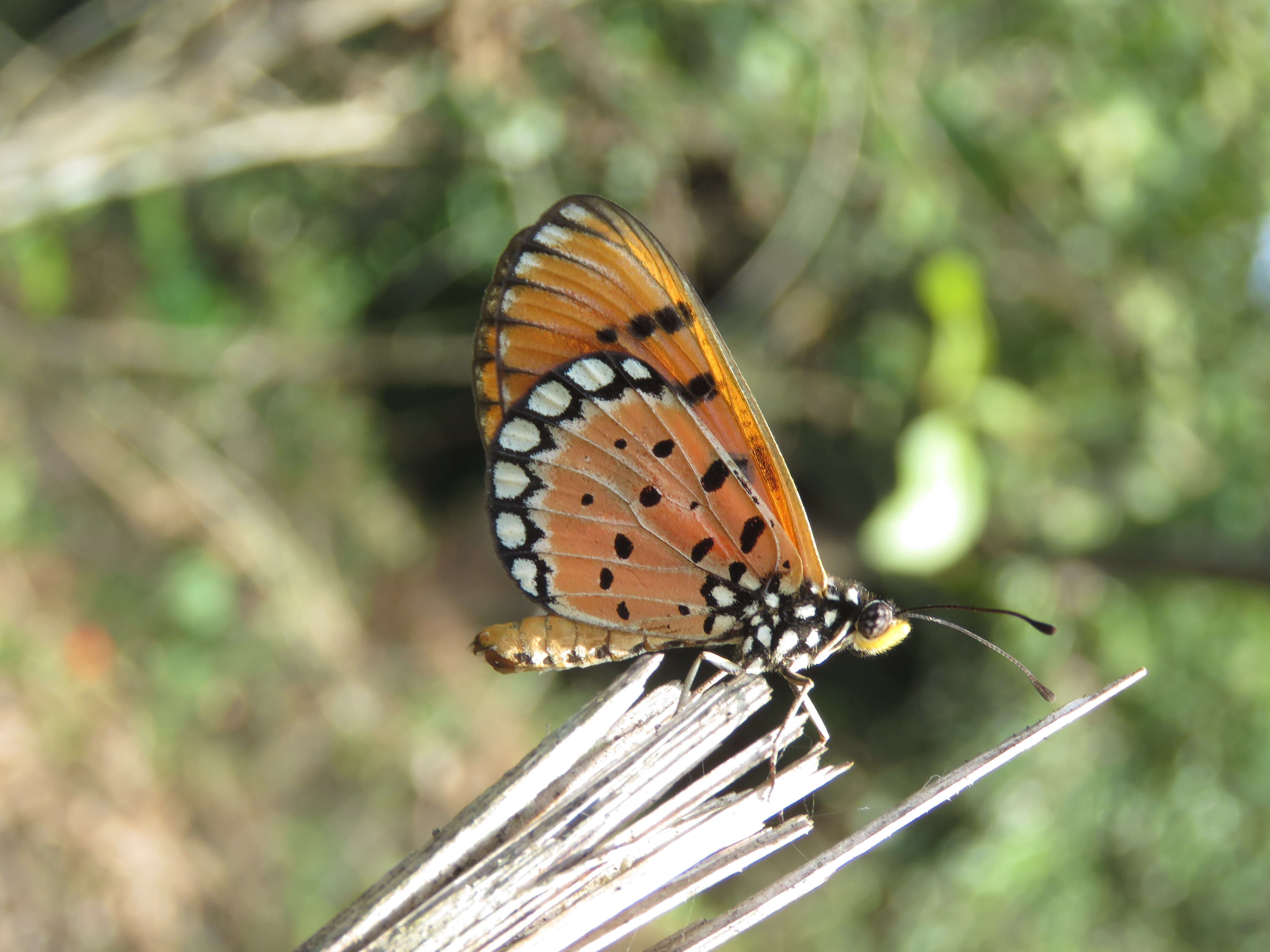 Image of Acraea terpsicore