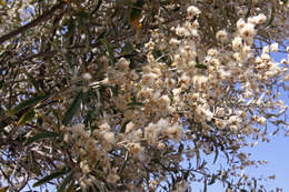 صورة Tarchonanthus camphoratus L.