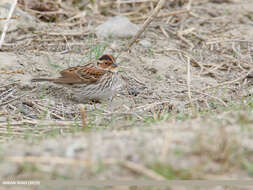 Image de Bruant nain