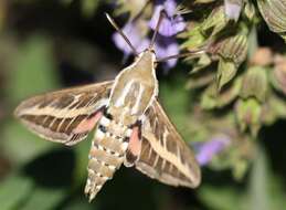 Image of striped hawk-moth